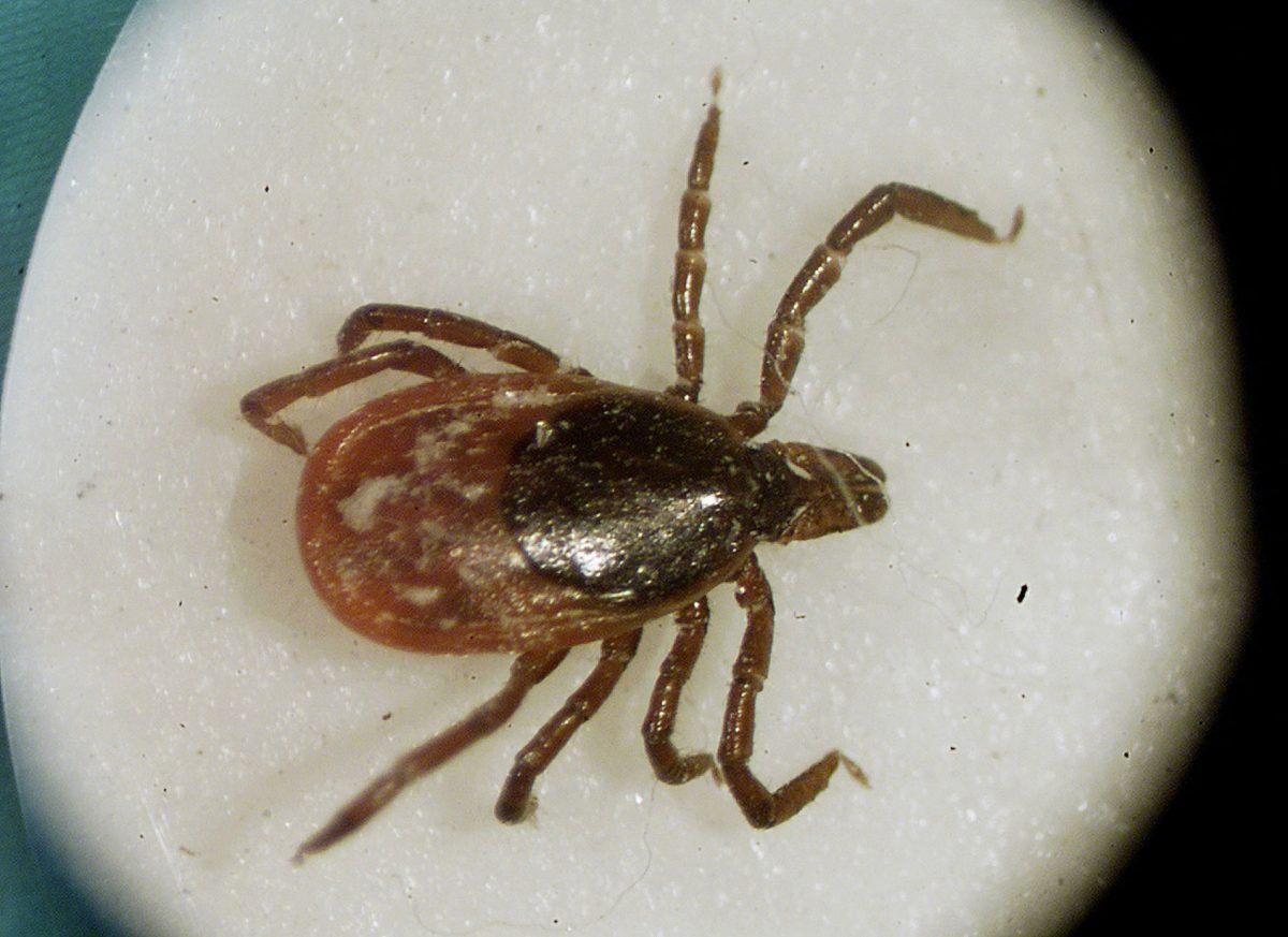 Uptick of ticks threatens people, pets ObserverReporter